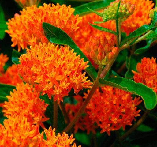 Flower vatochnik (asclepias): photo and description, types and varieties with names