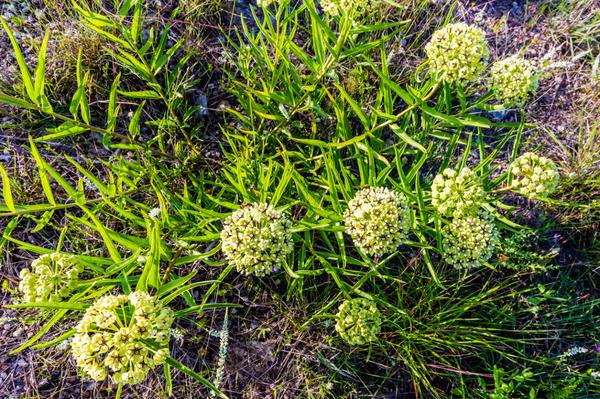 Flower vatochnik (asclepias): photo and description, types and varieties with names