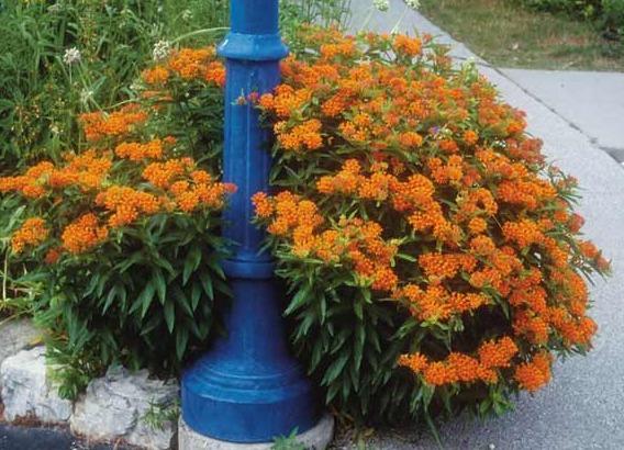 Flower vatochnik (asclepias): photo and description, types and varieties with names