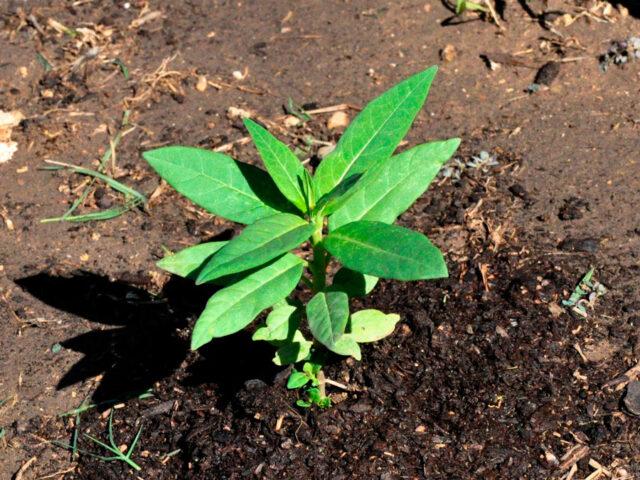 Flower vatochnik (asclepias): photo and description, types and varieties with names