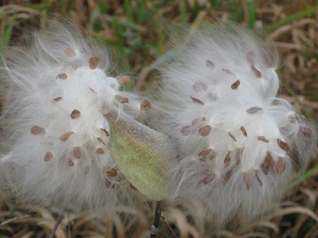 Flower vatochnik (asclepias): photo and description, types and varieties with names