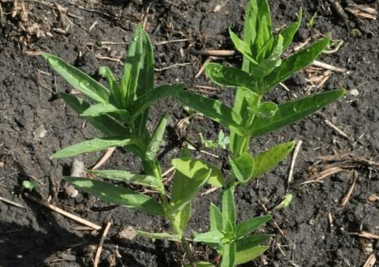 Flower vatochnik (asclepias): photo and description, types and varieties with names