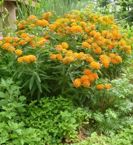 Flower vatochnik (asclepias): photo and description, types and varieties with names