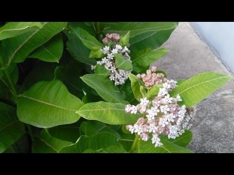 Flower vatochnik (asclepias): photo and description, types and varieties with names