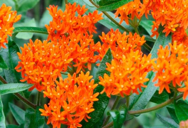 Flower vatochnik (asclepias): photo and description, types and varieties with names