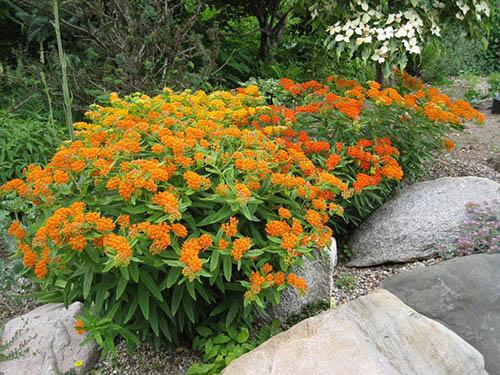 Flower vatochnik (asclepias): photo and description, types and varieties with names