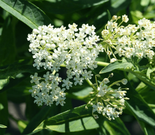 Flower vatochnik (asclepias): photo and description, types and varieties with names