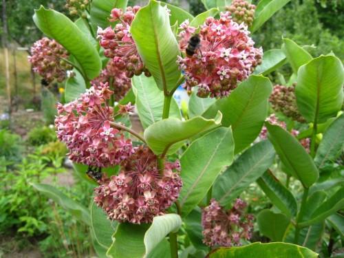 Flower vatochnik (asclepias): photo and description, types and varieties with names