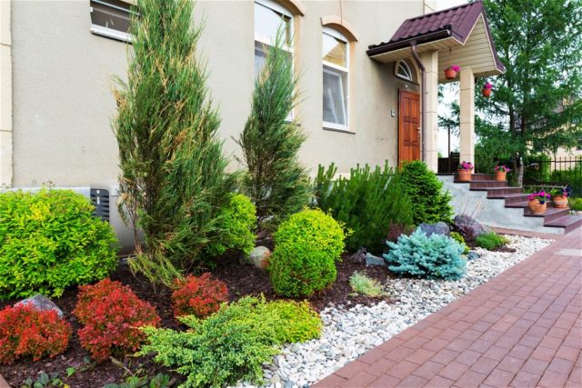 Flowerbed with conifers and flowers