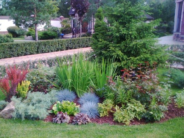 Flowerbed with conifers and flowers