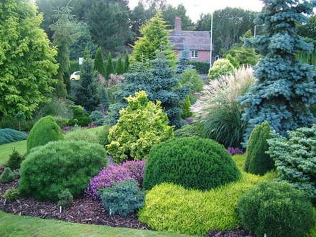 Flowerbed with conifers and flowers