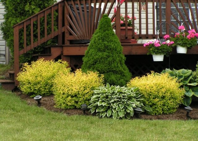 Flowerbed with conifers and flowers