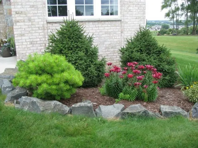 Flowerbed with conifers and flowers