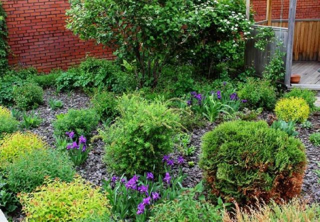 Flowerbed with conifers and flowers