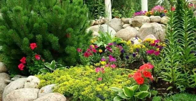 Flowerbed with conifers and flowers