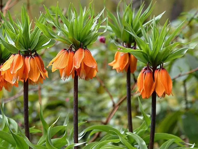 Flowers hazel grouse (fritillaria): planting and care, reproduction, photo, transplant