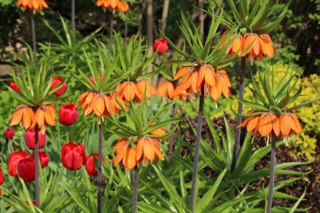 Flowers hazel grouse (fritillaria): planting and care, reproduction, photo, transplant