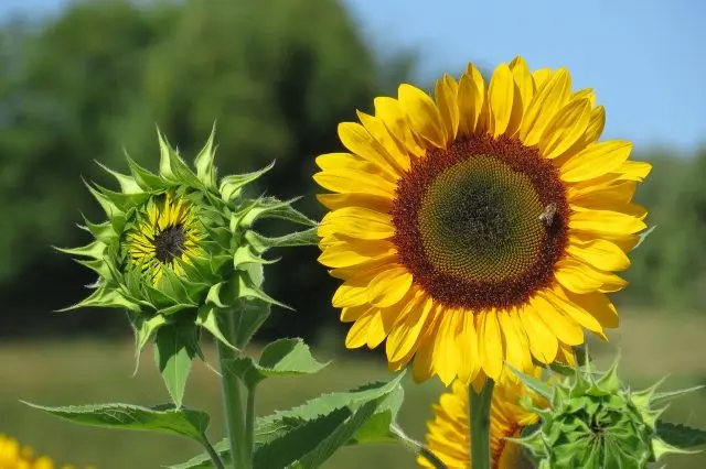 Flowers honey plants for bees