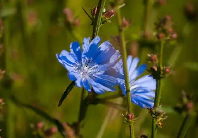 Flowers honey plants for bees