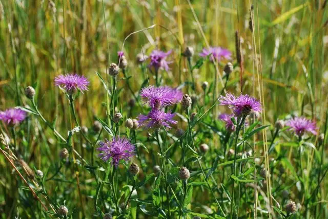 Flowers honey plants for bees