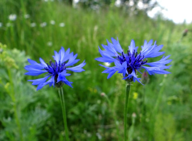 Flowers honey plants for bees