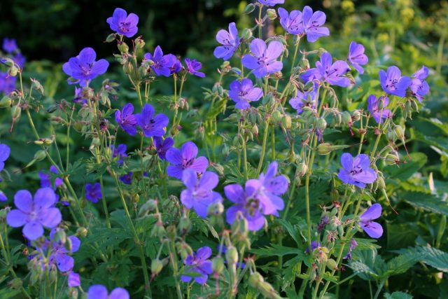 Flowers honey plants for bees