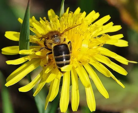 Flowers honey plants for bees