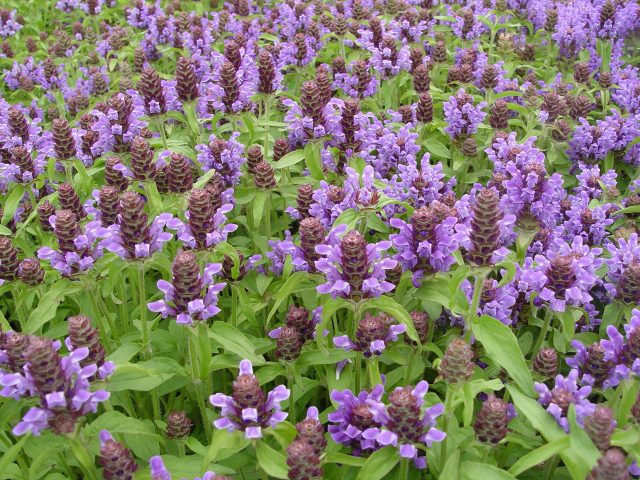 Flowers honey plants for bees