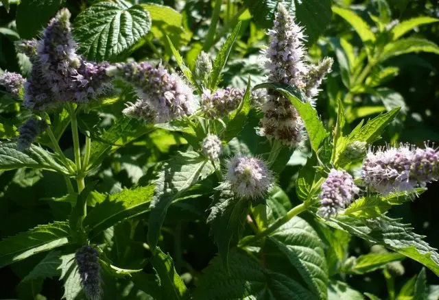 Flowers honey plants for bees