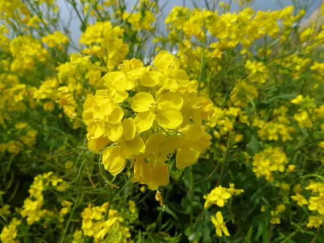 Flowers honey plants for bees