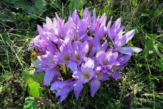 Flowers honey plants for bees