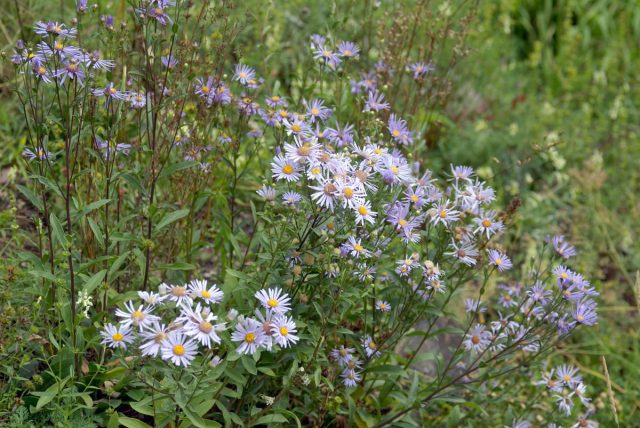 Flowers honey plants for bees