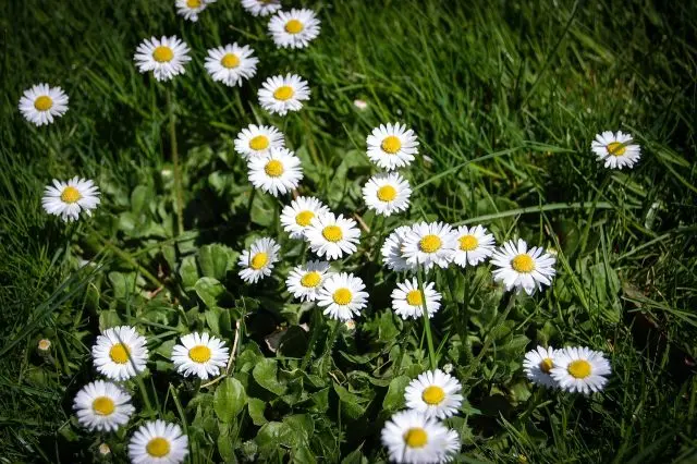 Flowers honey plants for bees