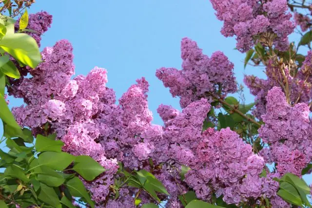 Flowers honey plants for bees