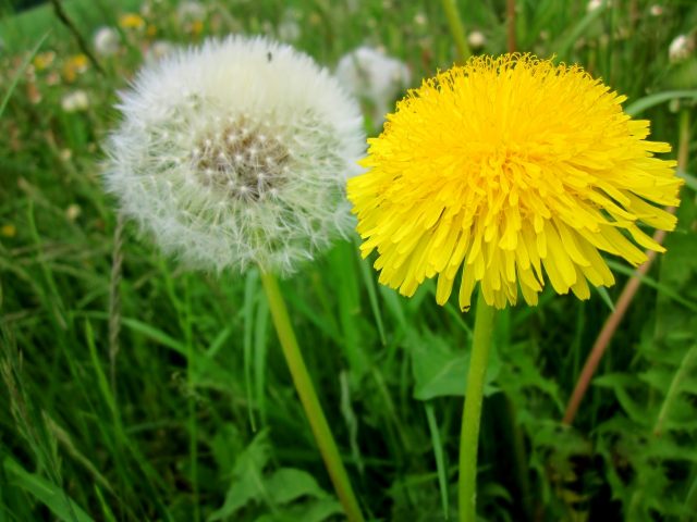 Flowers honey plants for bees