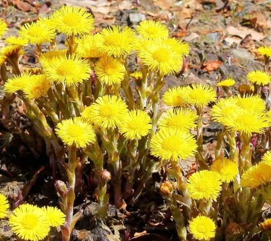 Flowers honey plants for bees