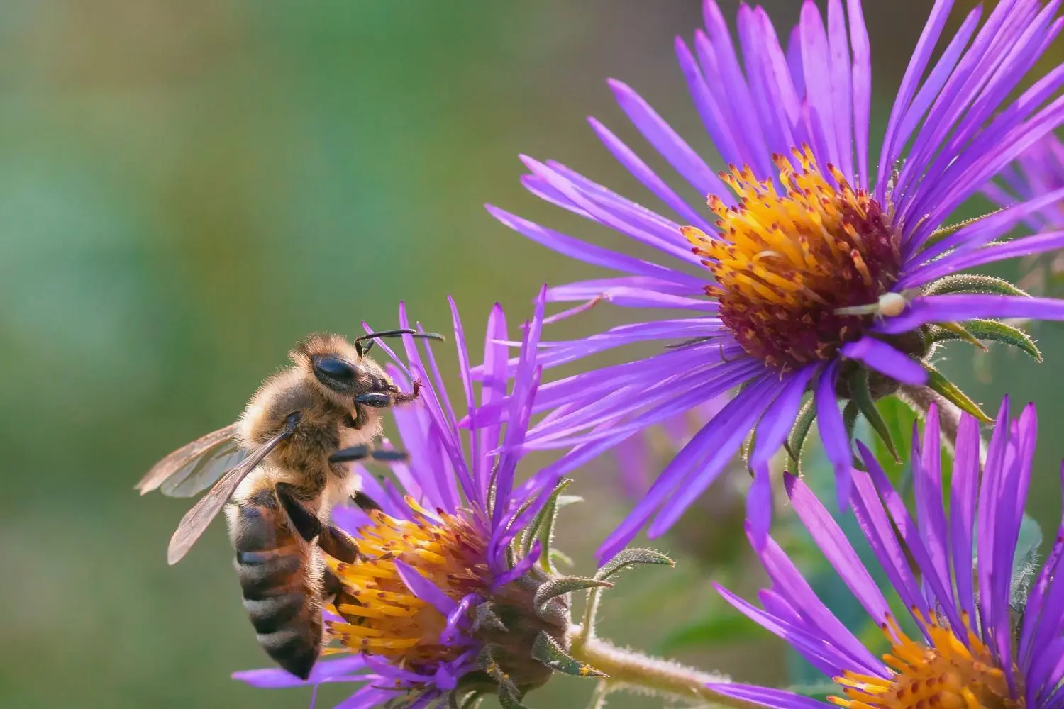 Flowers honey plants for bees