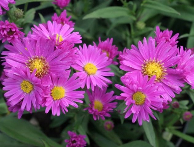 Flowers of September (October): photo and description, varieties, which are