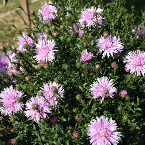 Flowers of September (October): photo and description, varieties, which are