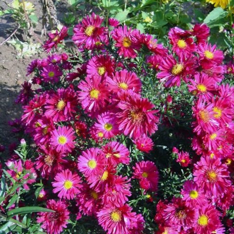 Flowers of September (October): photo and description, varieties, which are