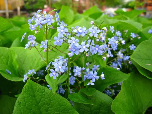 Flowers perennial unpretentious with a description and photo