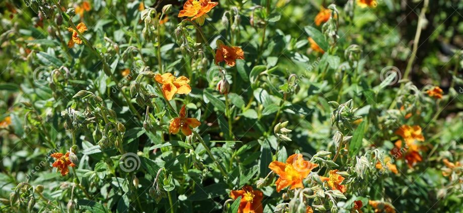 Flowers perennial unpretentious with a description and photo