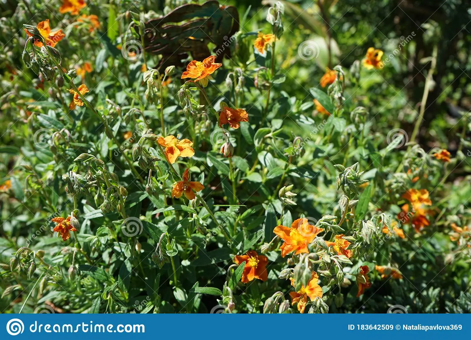 Flowers perennial unpretentious with a description and photo