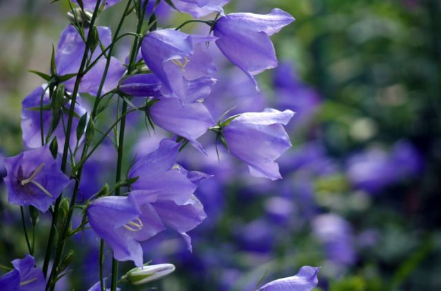 Flowers similar to bells: photos and names, indoor, garden