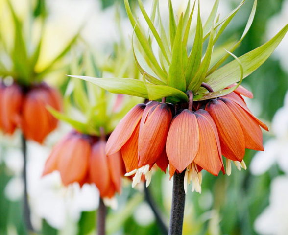 Flowers similar to bells: photos and names, indoor, garden