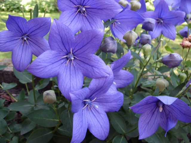 Flowers similar to bells: photos and names, indoor, garden