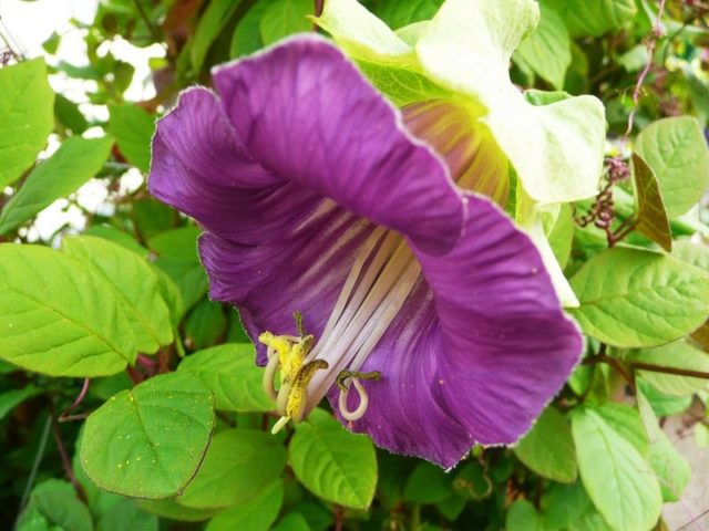 Flowers similar to bells: photos and names, indoor, garden