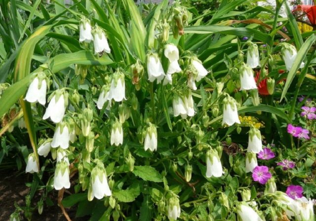 Flowers similar to bells: photos and names, indoor, garden