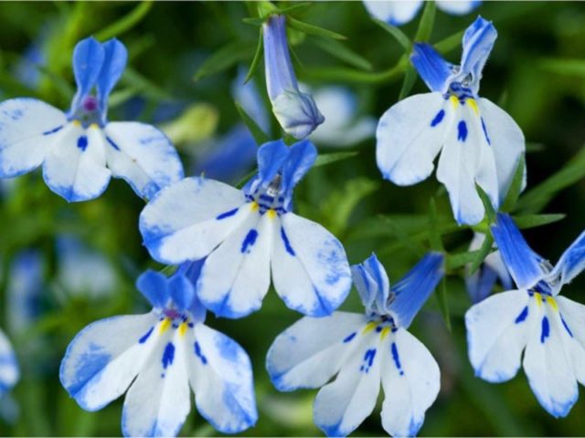 Flowers similar to bells: photos and names, indoor, garden