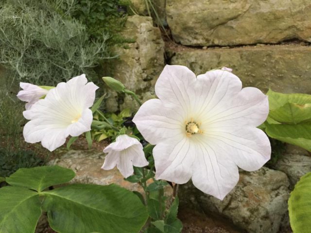 Flowers similar to bells: photos and names, indoor, garden